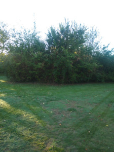 Photo de galerie - Tonte de pelouse - Débroussaillage