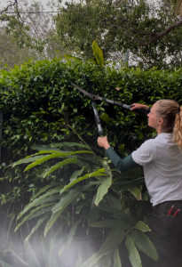 Photo de galerie - Entretien taille d'une haie