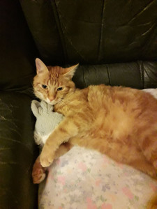 Photo de galerie - Garde chat