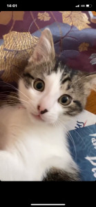 Photo de galerie - Garde animaux