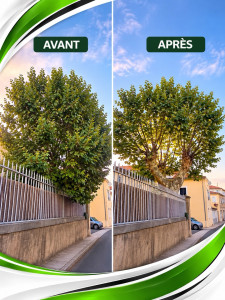 Photo de galerie - Elagage et coupe d'arbres