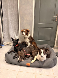 Photo de galerie - Garde chiens