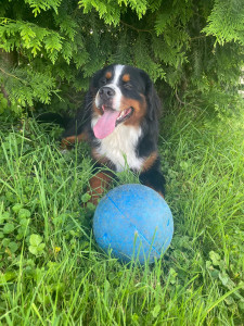 Photo de galerie - Jeux plein air 