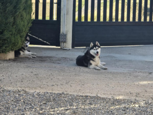 Photo de galerie - Garde chien