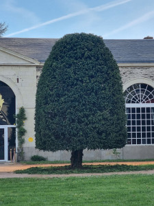 Photo de galerie - Taille de grands arbres à la nacelle