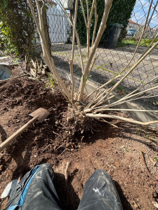 Photo de galerie - Paysagiste - Aménagement du jardin