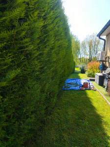 Photo de galerie - Taille d'une haie délaissée...