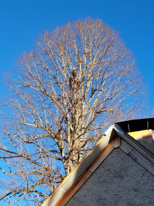 Photo de galerie - Elagage et coupe d'arbres