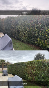 Photo de galerie - Taille de haies et d'arbustes