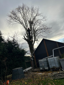 Photo de galerie - Elagage et coupe d'arbres