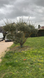 Photo de galerie - Je vais lui faire une taille d’un Olivier en nuage 