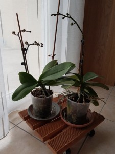 Photo de galerie - J'ai la main verte, d'une année à l'autre mes orchidées refleurissent.

