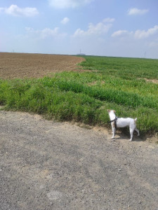 Photo de galerie - Garde de chiens ou autre animal ?
Promenades etc etc 