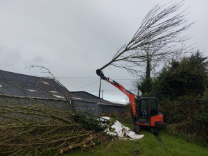 Photo de galerie - Débitage d'un Frêne 