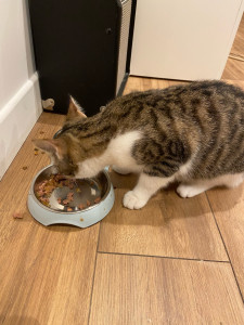 Photo de galerie - Garde chat