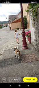 Photo de galerie - Garde chien