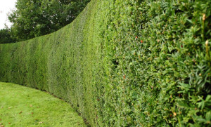 Photo de galerie - Payasagiste .jardin .taille haie 