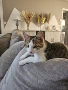 Photo de galerie - Garde chaton