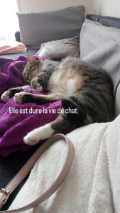 Photo de galerie - Mon deuxième chat qui s'entend très bien avec les autres animaux.