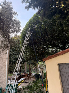 Photo de galerie - Taille d arbre 