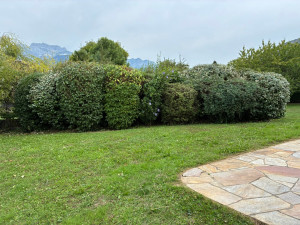 Photo de galerie - Taille arbuste 