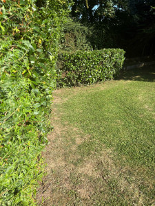 Photo de galerie - Taille de haies et d'arbustes