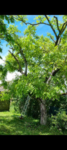 Photo de galerie - élagage de se magnifique noyer