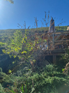 Photo de galerie - Avant élagage 