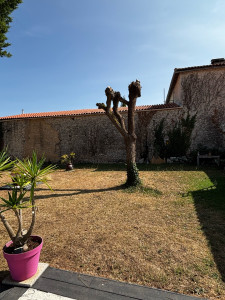 Photo de galerie - Elagage et coupe d'arbres