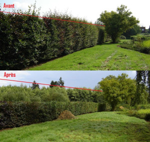 Photo de galerie - Taille de haie 