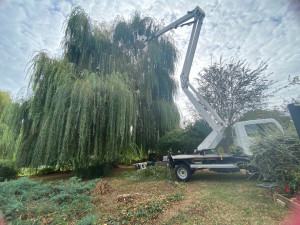 Photo de galerie - Elagage et coupe d'arbres