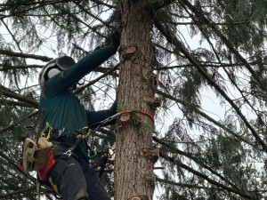 Photo de galerie - Démontage d’un sapin
