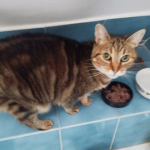 Photo de galerie - Intrépide chatte européenne 