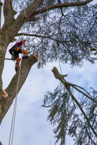Photo de galerie - Coupe d’arbre 
