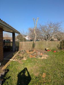 Photo de galerie - Elagage et coupe d'arbres