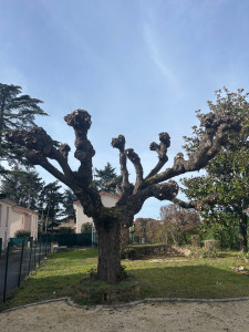 Photo de galerie - Elagage et coupe d'arbres