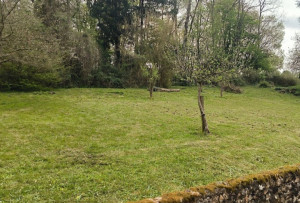 Photo de galerie - Tonte de pelouse débroussaillage 