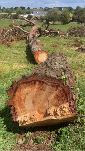 Photo de galerie - Elagage et coupe d'arbres