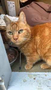 Photo de galerie - Garde chat 