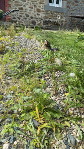 Photo de galerie - Paysagiste - Aménagement du jardin