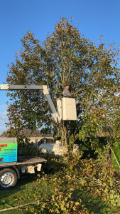 Photo de galerie - Elagage et coupe d'arbres