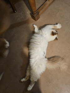 Photo de galerie - Garde d'Akena, Ony, Yako et de leur maison en Dordogne pendant 1 mois