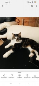 Photo de galerie - Twix petit chat gardé a mon domicile 15 jours 