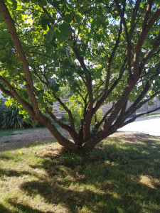 Photo de galerie - Petit élagage sur un arbre de judée 