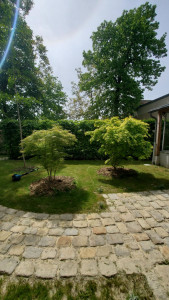 Photo de galerie - Tonte taille