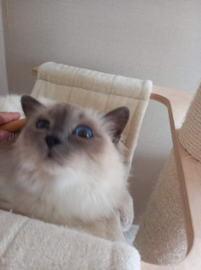 Photo de galerie - Garde chat