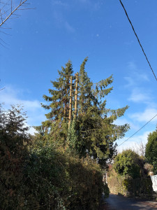 Photo de galerie - Abattages délicat par démontage et cordage 
