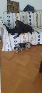 Photo de galerie - Jamais plusieurs gares simultanément sauf si les propriétaires donnent leur accord et que les chiens s'entendent ?? ici il s'agissait de chiens du même propriétaire. ?