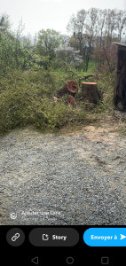 Photo de galerie - Elagage et coupe d'arbres