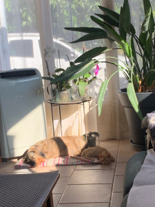 Photo de galerie - Garde chez l’habitant 